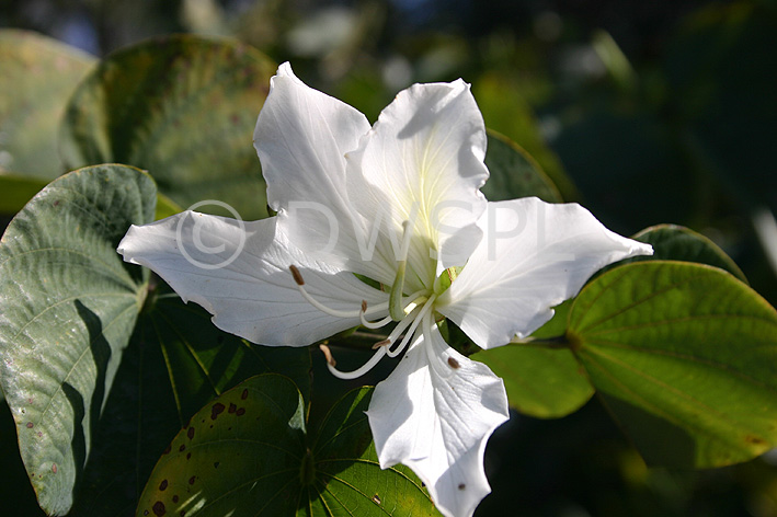 stock photo image: Tree, trees, Bauhinia tree, Bauhinia trees, Bauhinia, bauhinias, Flora, flower, flowers, white, white flower, white flowers.