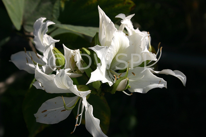 stock photo image: Tree, trees, Bauhinia tree, Bauhinia trees, Bauhinia, bauhinias, Flora, flower, flowers, white, white flower, white flowers.