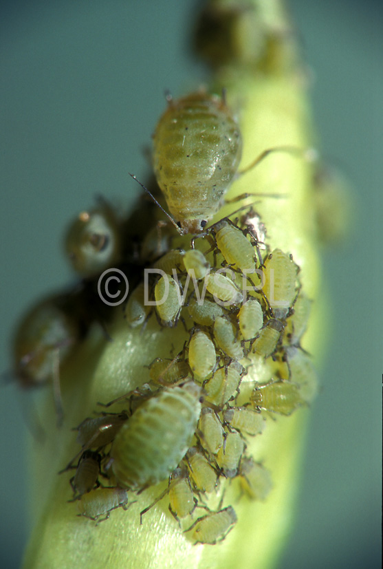 stock photo image: Pest, Pests, Arthropod, Arthropods, insecta, insect, insects, plant pest, plant pests, aphid, aphids, cabbage grey, cabbage grey aphid, cabbage grey aphids, Hemiptera, hemipterous, cabbage aphid, cabbage aphids.