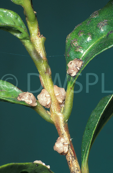 stock photo image: Plant Pest, Plant pests, pest, pests, insect, insects, Hemiptera, hemipterous, scale insect, scale insects, scale, scales, wax scale, wax scales, pink wax scale, pink scale wax, soft scale, soft scales, ceroplastes, ceroplastes rubens, Lilli pilly, lilly pillies, lillipilly, lillypillies, pink wax.