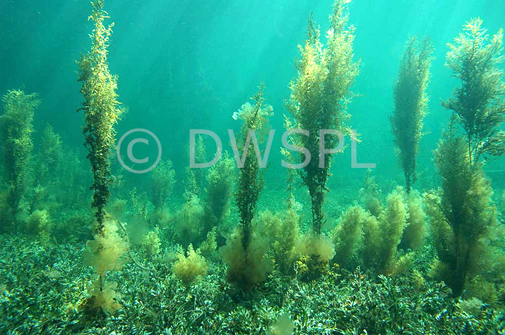 underwater seaweed pictures