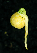 GERMINATING PEA SEED, ROOT EMERGED AND SHOOT APPEARING