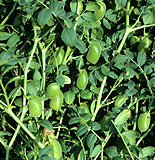 MATURE (BUT NOT QUITE RIPE) PODS OF CHICKPEAS 'TYSON' VARIETY