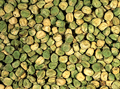 PEA (PISUM SATIVUM) SEEDS