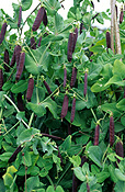 PEA VINES WITH PURPLE PODS