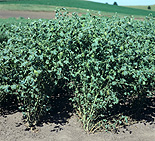 CHICKPEA PLANT IN POD AND FLOWER (VARIETY 'KABULI')