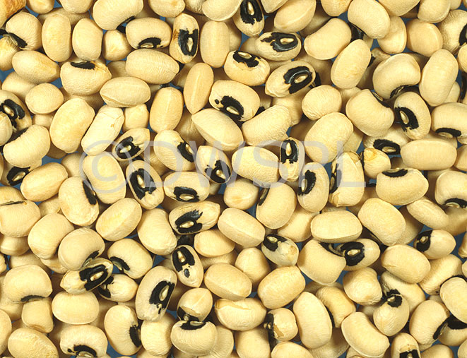 stock photo image: Food, Vegetable, vegetables, cowpea, cowpeas, indian, indian bean, Indian beans, Vigna, unguiculata, vigna unguinculata, pod, pods, Fabaceae.