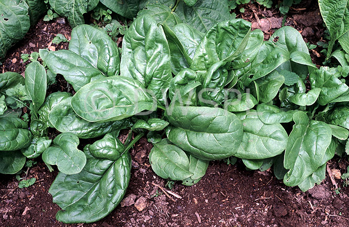 stock photo image: Vegetable, vegetables, Chenopodiaceae, Spinacia, Spinacia oleracea, oleracea, Spinach, English, English spinach, chenopodiaceae.