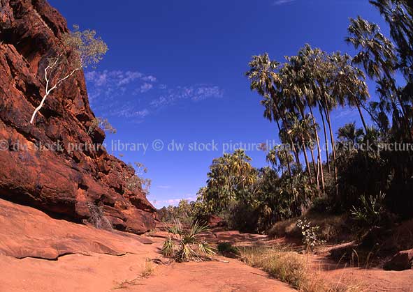 stock photo image: Australia, NT, Northern Territory, Palm Valley, cliff, cliffs, palm, palms, palm tree, palm trees, outback, australian outback, outback australia, livistona.