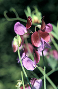 A ROYALTY FREE IMAGE OF: LATHYRUS ODORATUS 'MATUCANA'