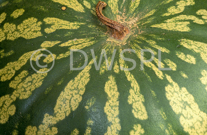 stock photo image: Food, fruit, jam melon, jam melons, citron, citrons, red-seeded citron, red-seeded citrons, Citrullus, Citrullus lanatus, seed, seeds, melon seed, melon seeds, jam melon seed, jam melon seeds.