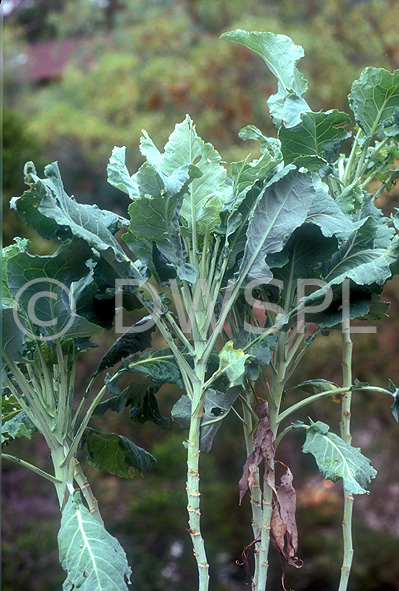 stock photo image: Vegetable, vegetables, Brassica, kale, ornamental cabbage, ornamental cabbages, collard, collards, ornamental kale, brassica oleracea, walking stick, jersey kale, cow cabbage, cow cabbages.