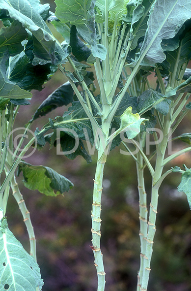 stock photo image: Vegetable, vegetables, Brassica, kale, ornamental cabbage, ornamental cabbages, collard, collards, ornamental kale, brassica oleracea, walking stick, jersey kale, cow cabbage, cow cabbages.