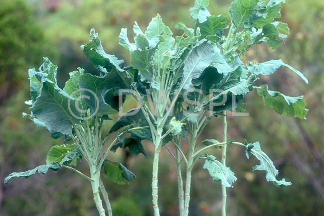 Collard Vegetable