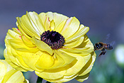 Flower, flowers, ranunculus, ranunculi, bloomingdale, bloomingdale series, yellow, yellow flower, yellow flowers, insect, insects, bee, bees.