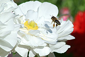 Flower, flowers, anemone, anemones, insect, insects, bee, bees, white, white flower, white flowers.