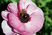 Flower, flowers, anemone, anemones, insect, insects, bee, bees, pink, pink flower, pink flowers.