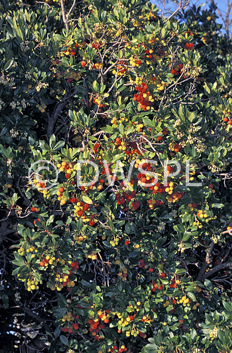 stock photo image: Tree, trees, strawberry, strawberry tree, strawberry trees, killarney, killarney tree, killarney trees, arbutus, unedo, arbutus unedo.