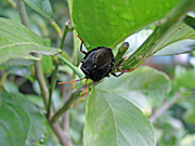 A ROYALTY FREE IMAGE OF: MATURE STINK BUG ON LEMON TREE (CITRUS)