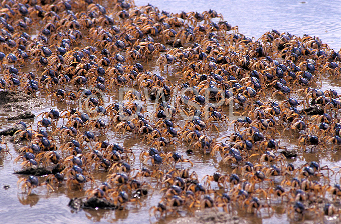 stock photo image: Athropod, Arthropods, Invertebrate, Invertebrates, Marinelife, Marine life, Aquatic, Aquatic life, Sea life, Sealife, crustacean, crustaceans, sand, beach, beaches, coast, coasts, coastal, crab, crabs, soldier, soldier crab, soldier crabs, Mictyridae, Mictyris platycheles.