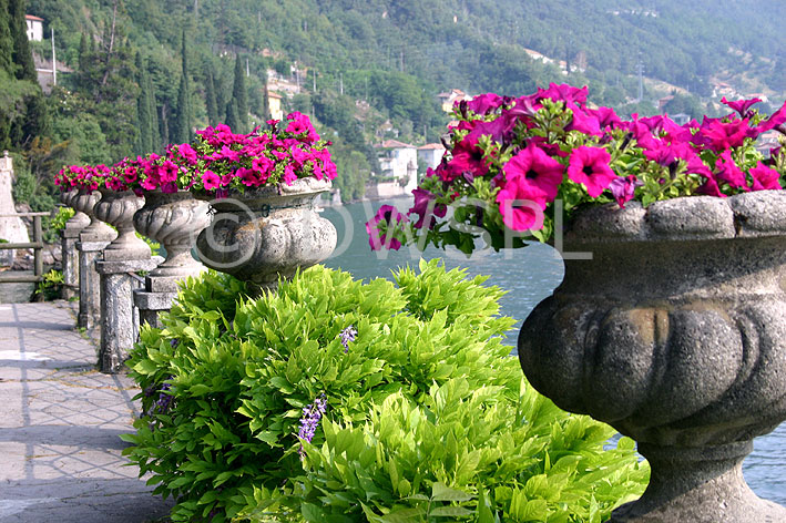 stock photo image: Europe, Italy, italian, Como, Lake, Lake como, lake, lakes, varenna, villa, villas, villa monastero, monastero, garden, gardens, italian garden, italian gardens, Flora, flower, flowers, petunia, petunias, pot, pots, potted, garden pot, garden pots, outdoor pot, outdoor pots, urn, urns, wall, walls.